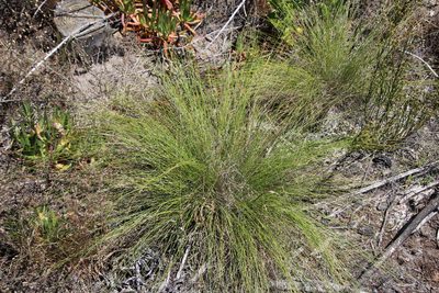 Tenaxia stricta, photographed by Tony Rebelo