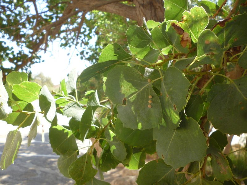 Populus euphratica, photographed by Even Dankowicz