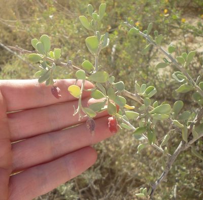 Nitraria retusa, photographed by Even Dankowicz