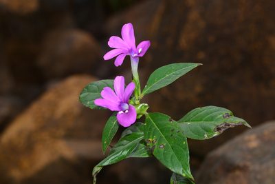 Barleria prattensis, photographed by S.MORE