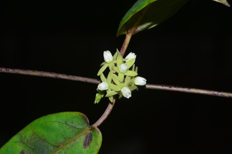 Cynanchum callialatum, photographed by S.MORE