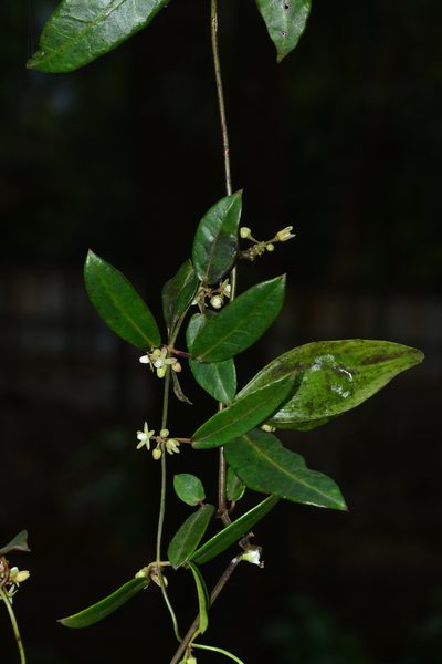 Cynanchum callialatum, photographed by S.MORE