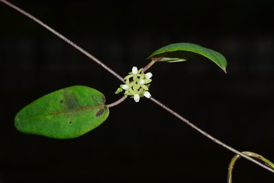 Cynanchum callialatum, photographed by S.MORE