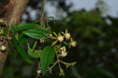 Clematis hedysarifolia, photographed by S.MORE