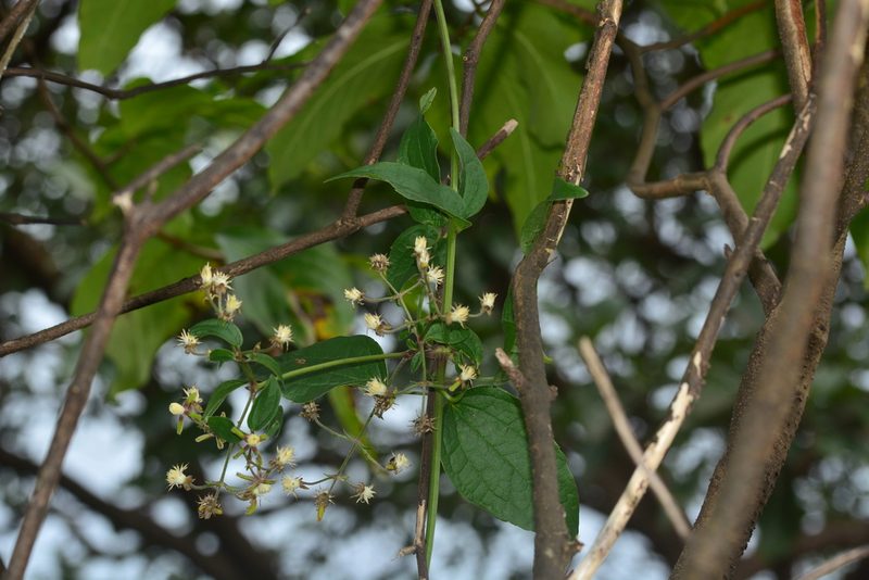 Clematis hedysarifolia, photographed by S.MORE
