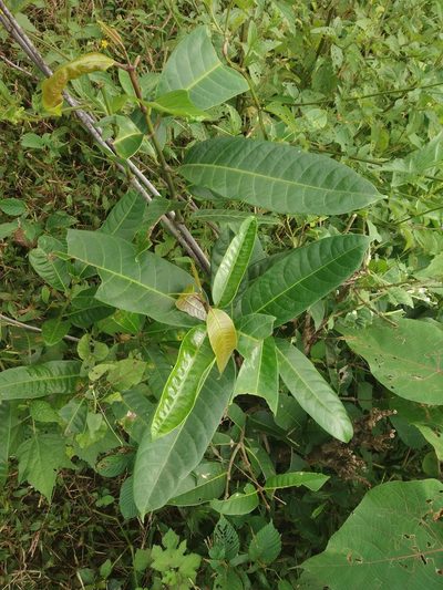 Anodendron parviflorum, photographed by S.MORE