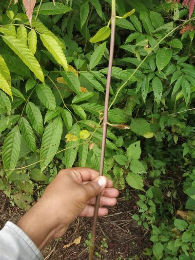 Anodendron parviflorum, photographed by S.MORE