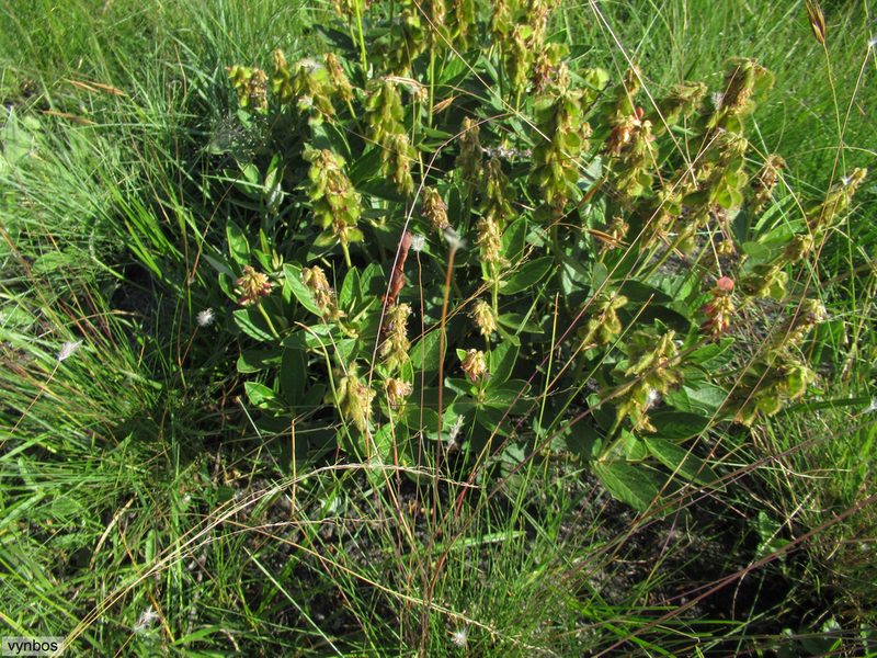 Eriosema umtamvunense, photographed by Chris Vynbos