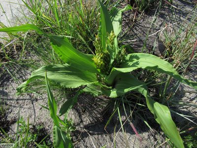 Hypoxis colchicifolia, photographed by Chris Vynbos