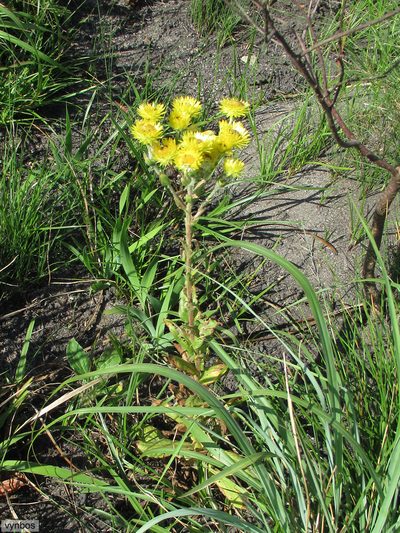 Helichrysum ruderale, photographed by Chris Vynbos