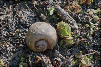 Salvinia biloba, photographed by RAP