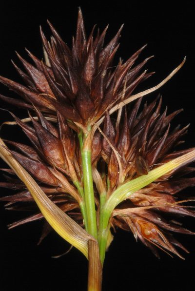 Rhynchospora cephalantha, photographed by Douglas Goldman