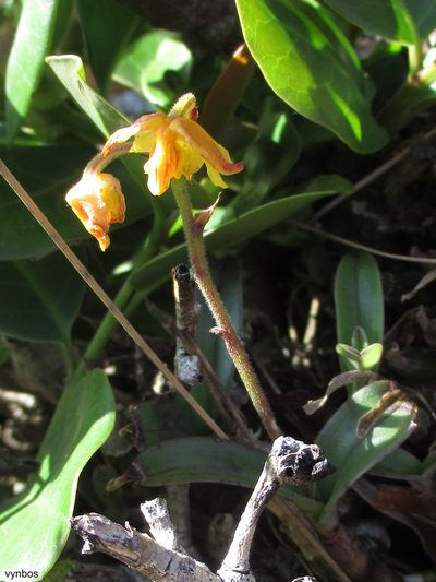 Polystachya pubescens, photographed by Chris Vynbos