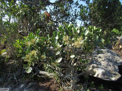 Apodytes abbottii, photographed by Chris Vynbos