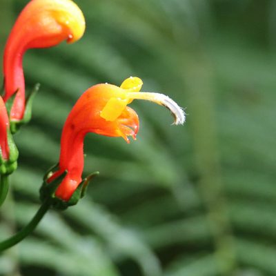 Centropogon granulosus, photographed by Aitor