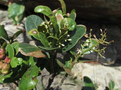 Apodytes abbottii, photographed by Chris Vynbos