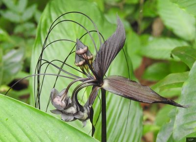 Tacca chantrieri, photographed by lovelymon lamin