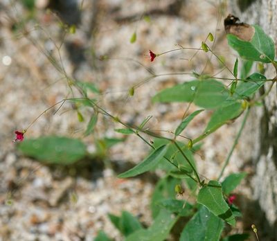 Boerhavia gracillima, photographed by Bill Levine