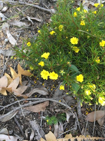 Hibbertia acerosa, photographed by Samuel Brown