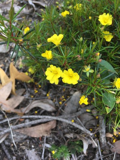 Hibbertia acerosa, photographed by Samuel Brown