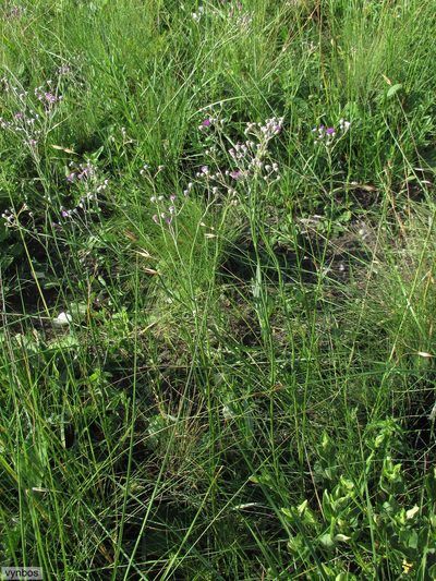 Hilliardiella nudicaulis, photographed by Chris Vynbos