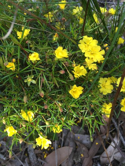 Hibbertia acerosa, photographed by Samuel Brown