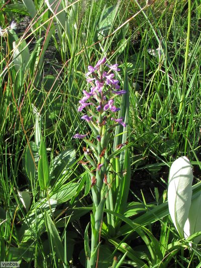 Disa stachyoides, photographed by Chris Vynbos