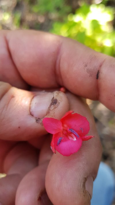 Lopezia grandiflora, photographed by Eugenio Padilla