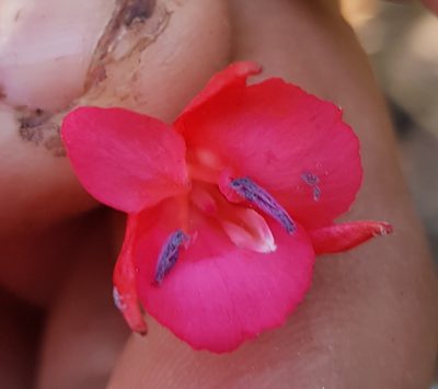 Lopezia grandiflora, photographed by Eugenio Padilla