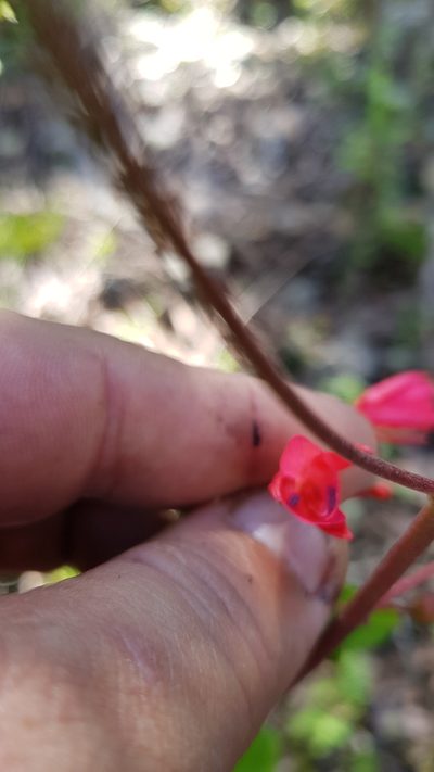 Lopezia grandiflora, photographed by Eugenio Padilla