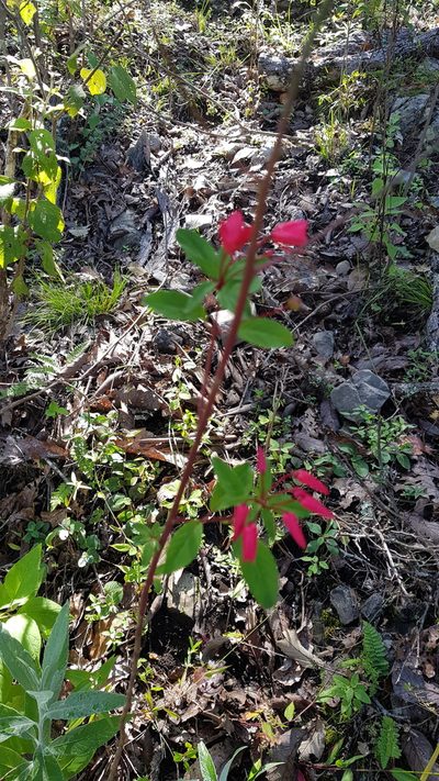 Lopezia grandiflora, photographed by Eugenio Padilla