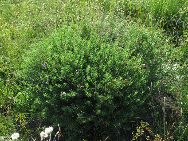 Lotononis bachmanniana, photographed by Chris Vynbos