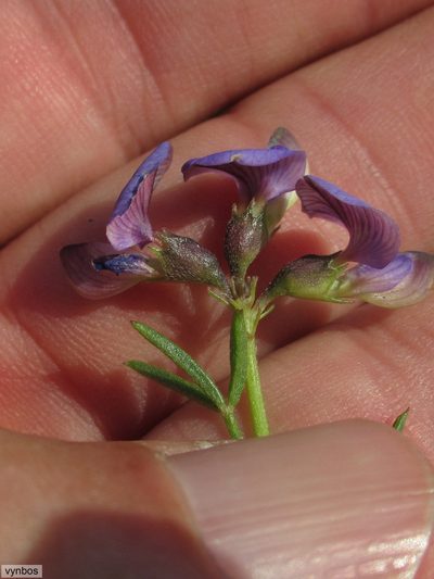 Lotononis bachmanniana, photographed by Chris Vynbos