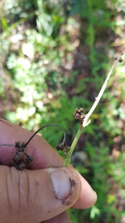 Psacalium cirsiifolium, photographed by Eugenio Padilla