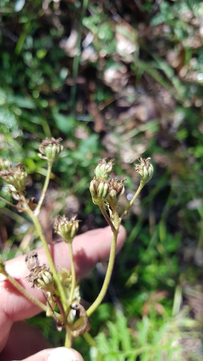 Psacalium cirsiifolium, photographed by Eugenio Padilla