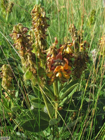 Eriosema umtamvunense, photographed by Chris Vynbos