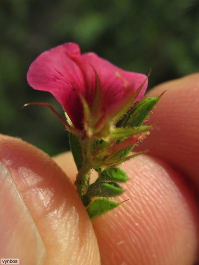 Indigofera rubroglandulosa, photographed by Chris Vynbos