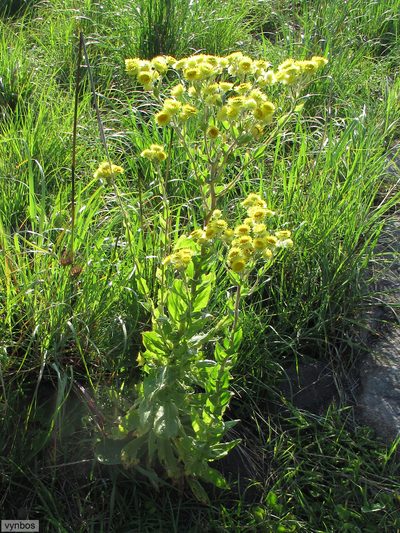 Helichrysum ruderale, photographed by Chris Vynbos