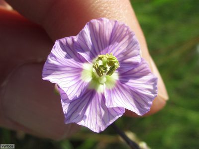 Heliophila rigidiuscula, photographed by Chris Vynbos