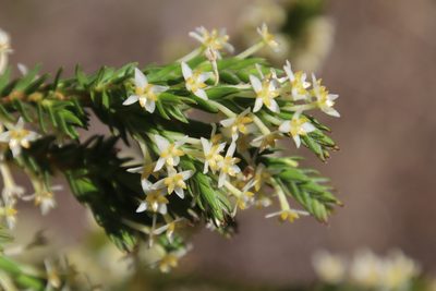 Struthiola striata, photographed by Tony Rebelo