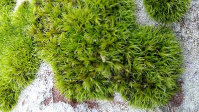 Grimmia trichophylla, photographed by Susan Marley