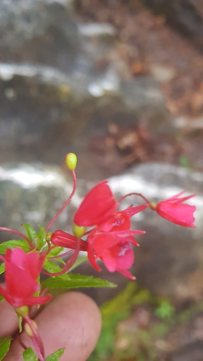 Lopezia grandiflora, photographed by Eugenio Padilla