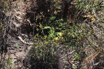 Senecio hastatus, photographed by Tony Rebelo