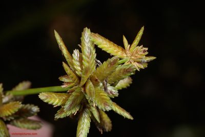 Cyperus ochraceus, photographed by Victor Engel