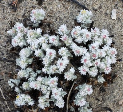 Helichrysum candolleanum, photographed by desertnaturalist