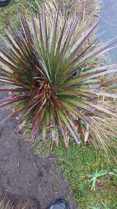Puya clava-herculis, photographed by Diego Inclan