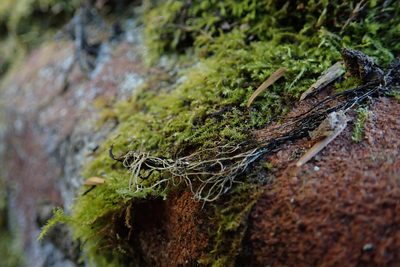 Heterocladiella procurrens, photographed by Randal