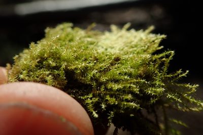 Heterocladiella procurrens, photographed by Randal