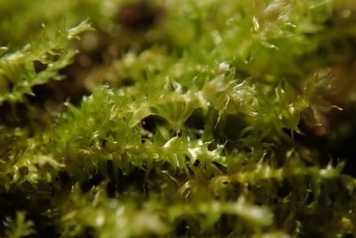 Heterocladiella procurrens, photographed by Randal