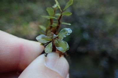 Rhizomnium magnifolium, photographed by Randal